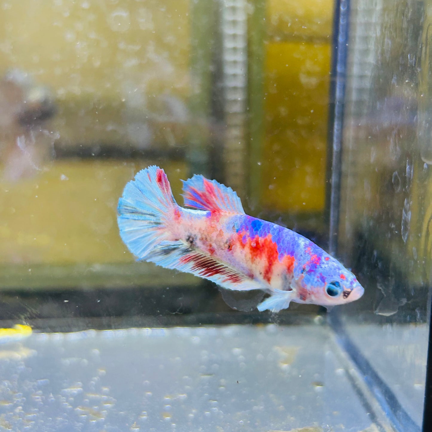 Red Barongsai Plakat - Female betta 066