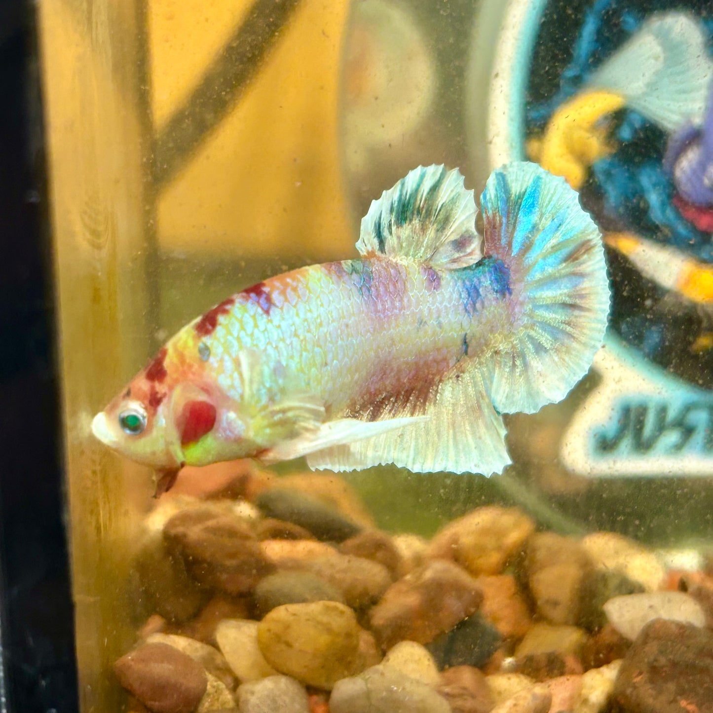 Dumbo Koi Neon Plakat - Male Betta 026