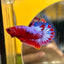 Red Fancy Hellboy Plakat - Male Betta 007