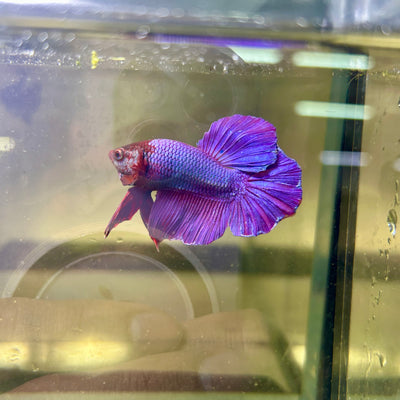 Purple Pink Halfmoon - Male Betta 029