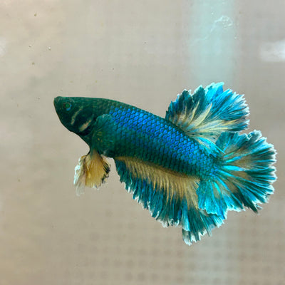 Betta Male Rosetail Plakat Mustard Blue Neon #186