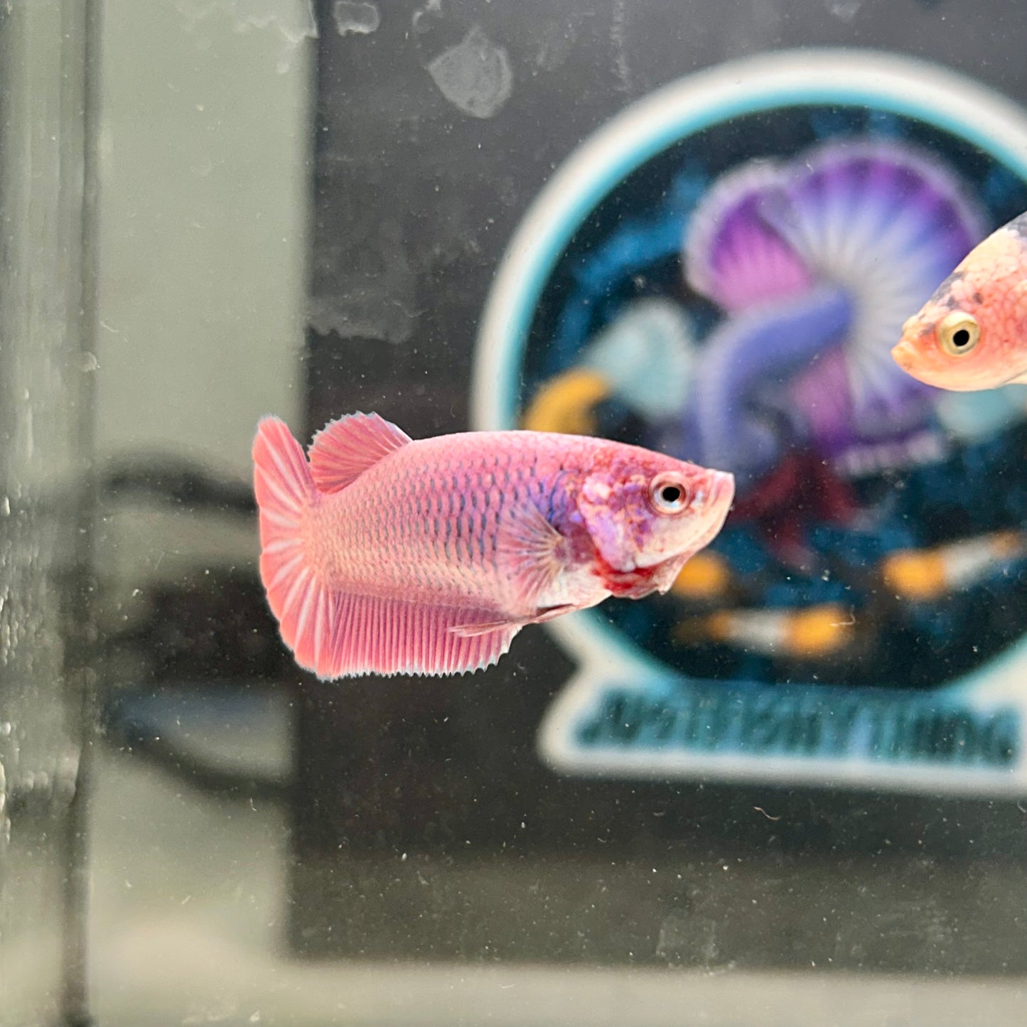 Light Purple Plakat - Female Betta 165