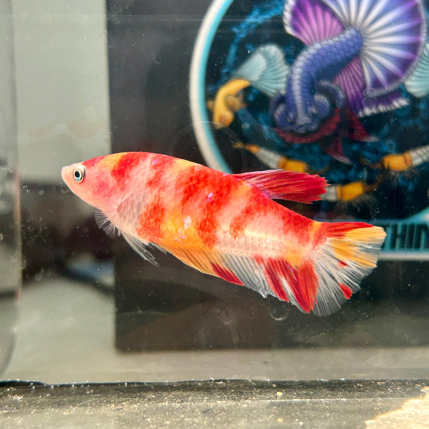 Giant Koi Nemo Galaxy Plakat - Female Betta 122 BO 4.5cm