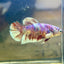 Red Snow Barongsai Plakat - Female Betta 063