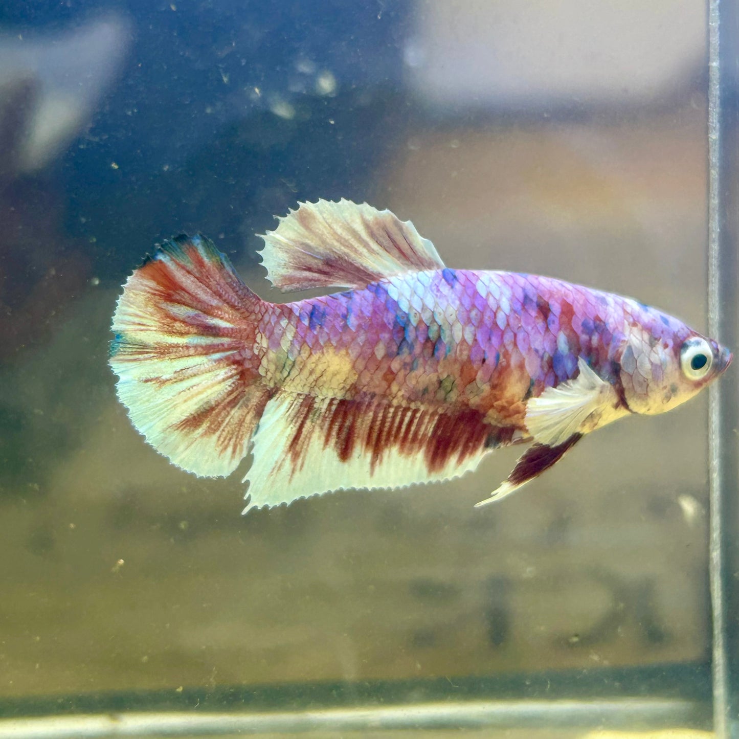 Red Snow Barongsai Plakat - Female Betta 063