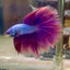 Purple Pink Halfmoon - Male Betta PM3