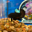 Blacklight Avarta Plakat - Male Betta 052