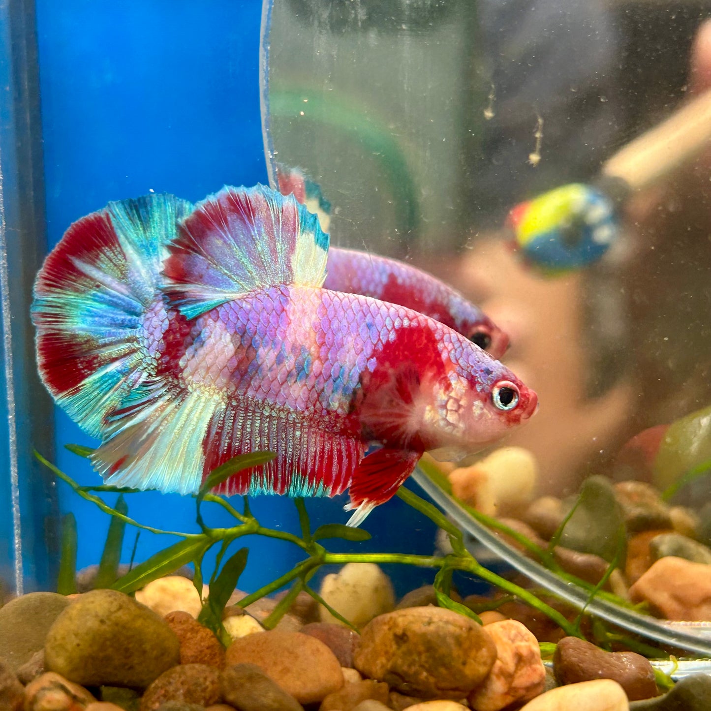 Multicolor Purple Koi Plakat - Male betta 005