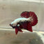 Blood Samurai Plakat - Male betta 185