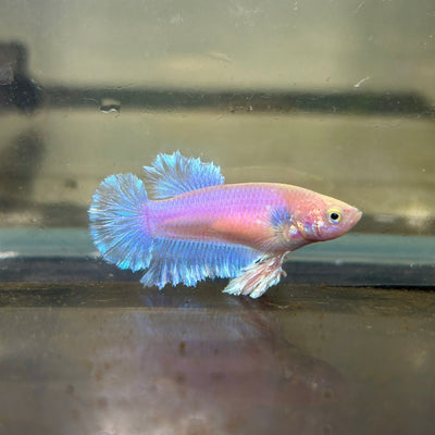 Sky Blue Pastel Feather Tail - Female betta 134
