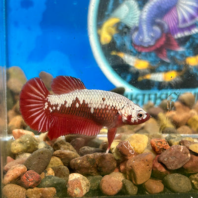 Red Samurai Plakat - Female Betta 137