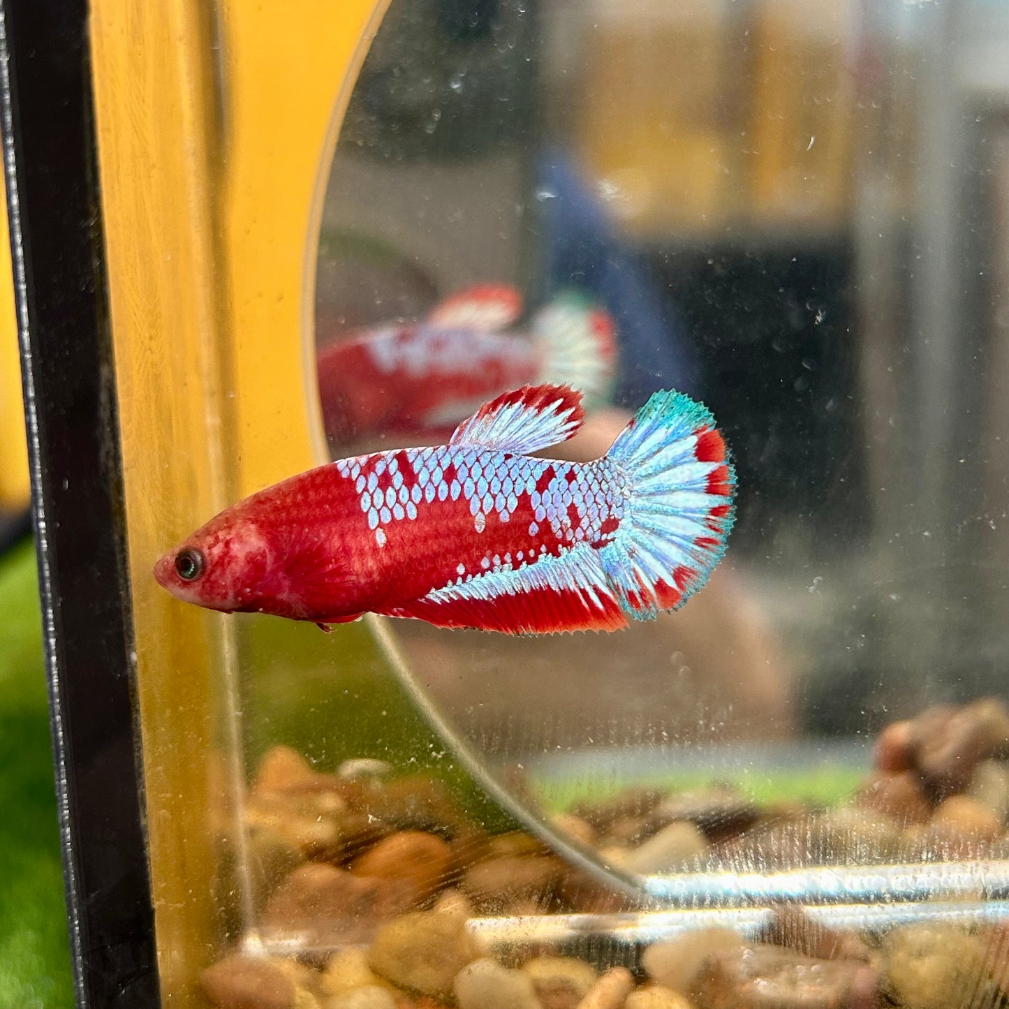 Red Fancy Plakat - Female betta 131