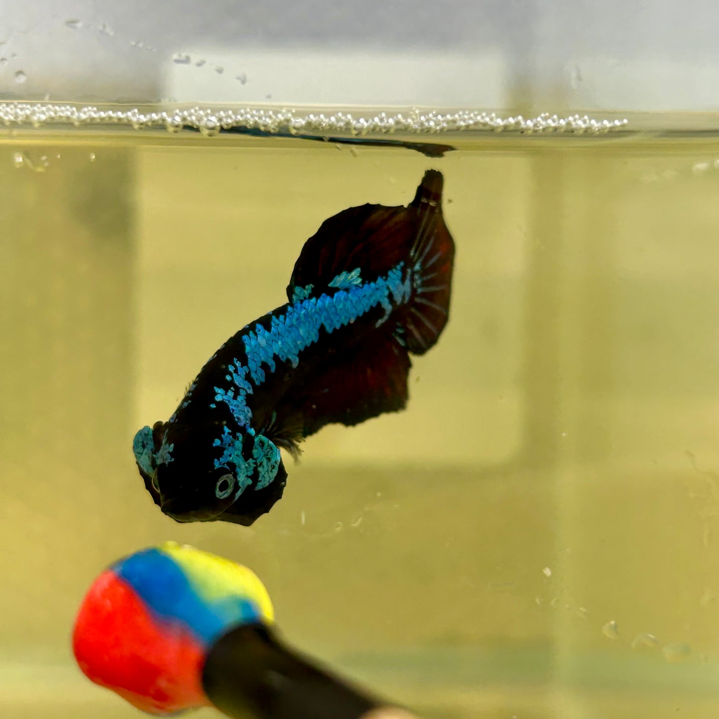 Blue Samurai Plakat - Male betta 151