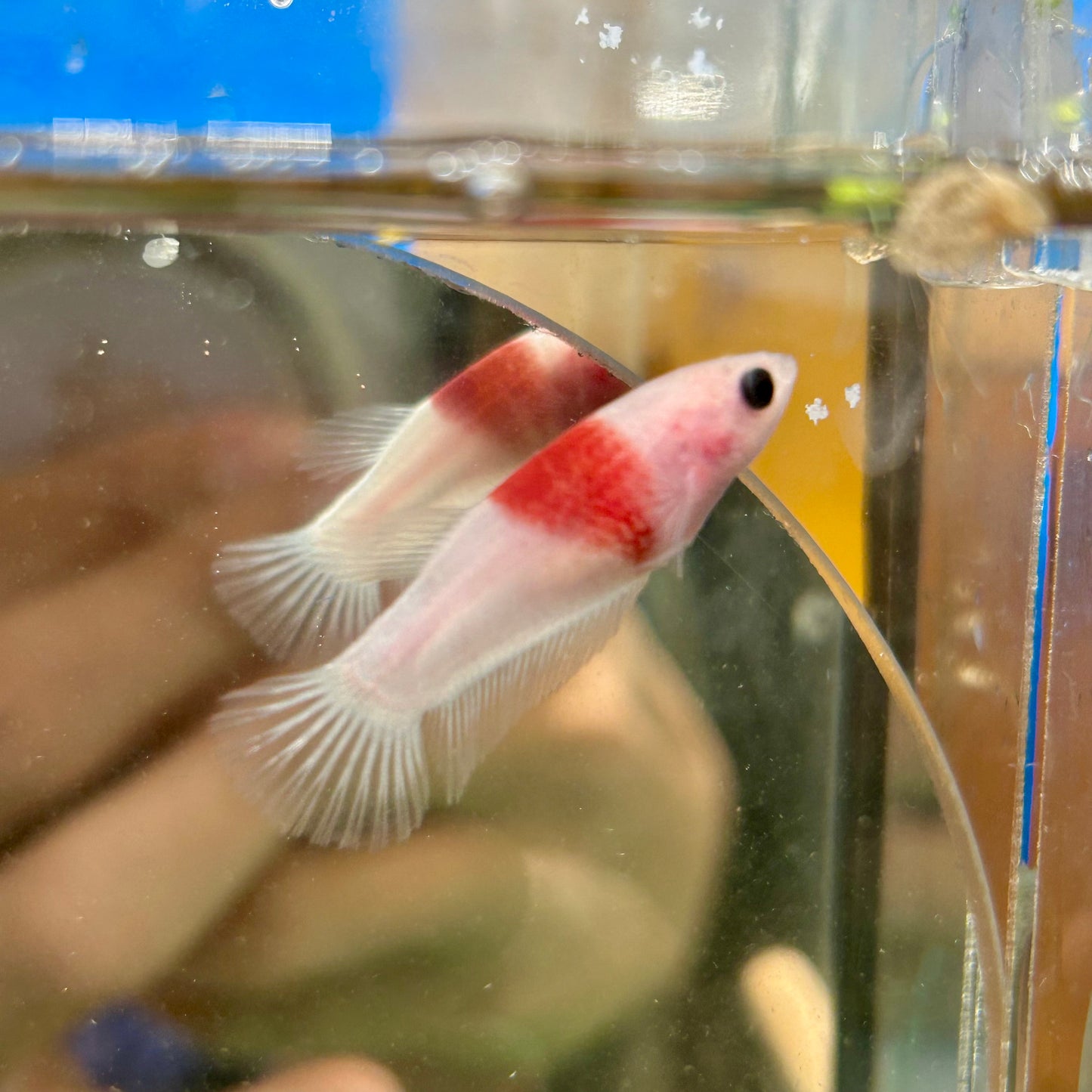 Koi Tancho Plakat - Female Betta 057