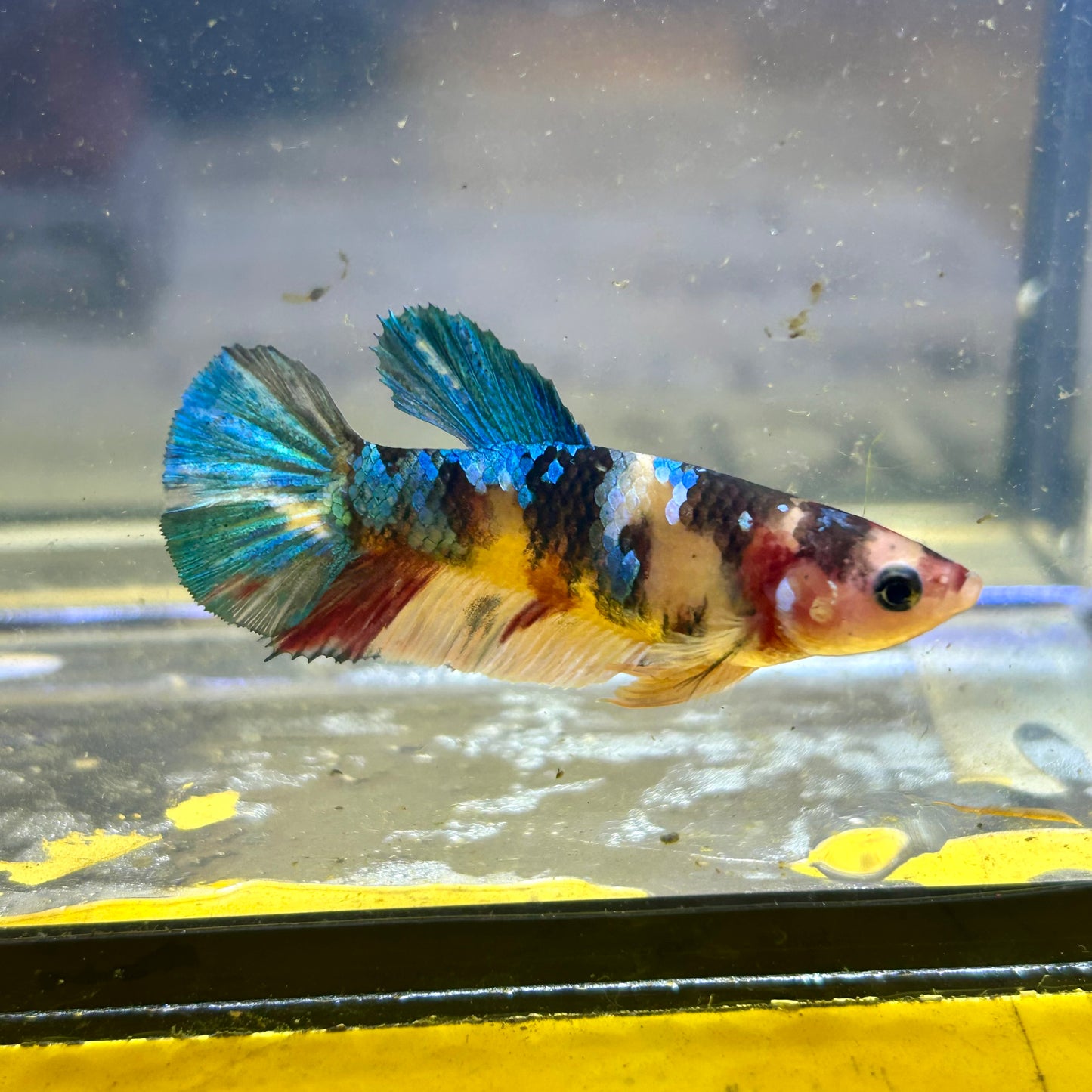 Multicolor Koi Plakat - Female Betta 086