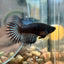 Black Orchid King Crowntail - Female betta 095 Breeder Grade