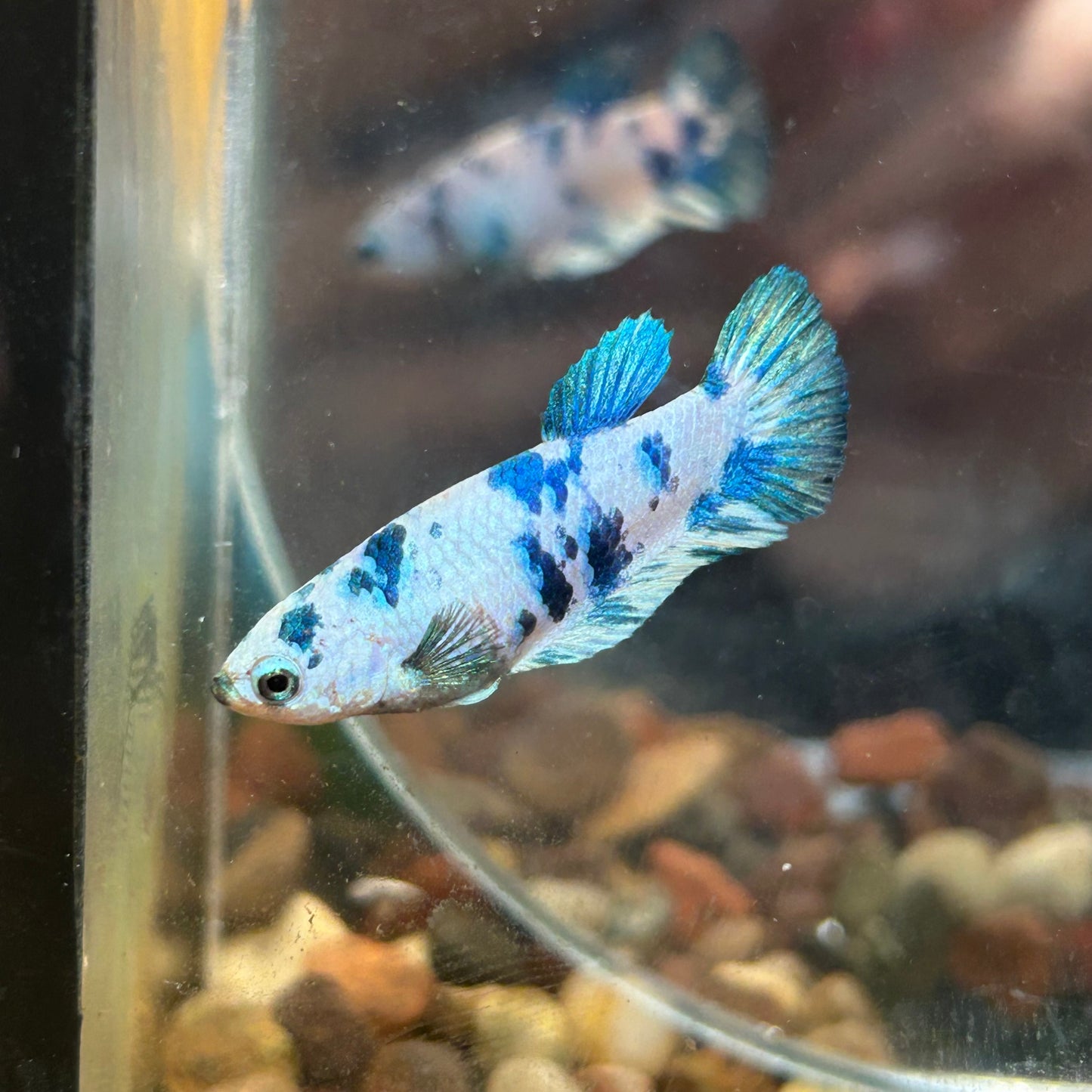 Blue Marble Dot Plakat - Female betta 114