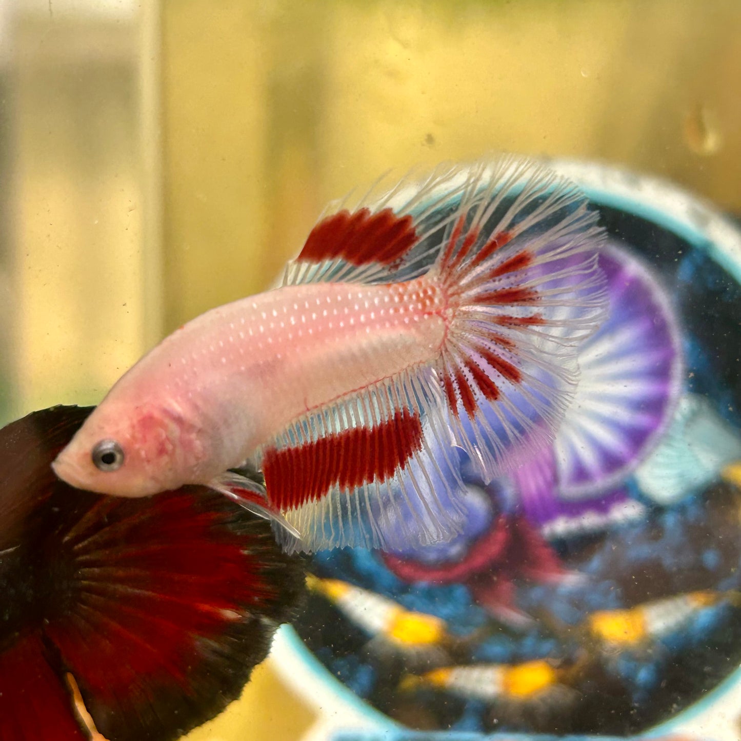 Red Tancho Halfmoon - Male Betta 108