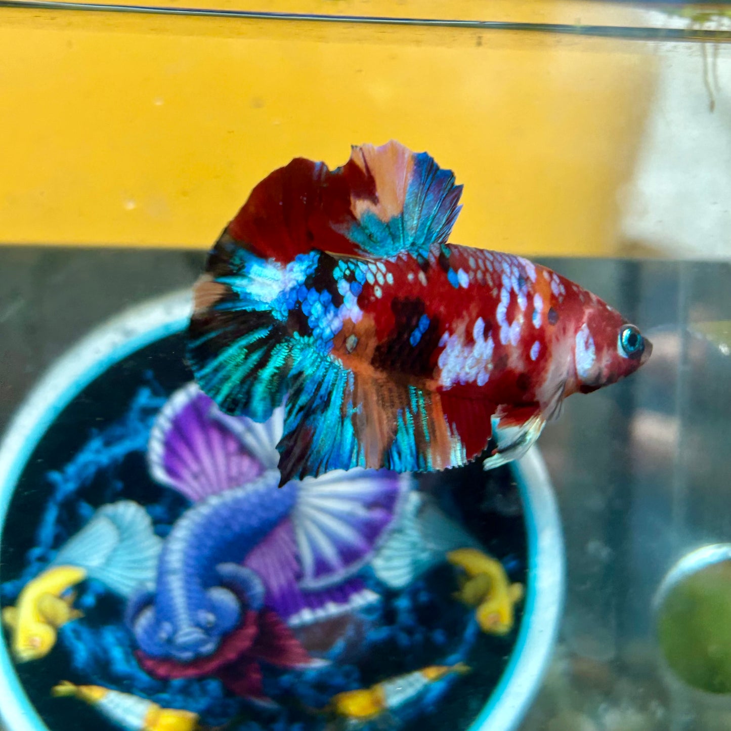 Koi Multicolor Galaxy  Plakat - Male Betta 036