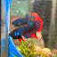 Wild Imbellis Blue - Male Betta 032