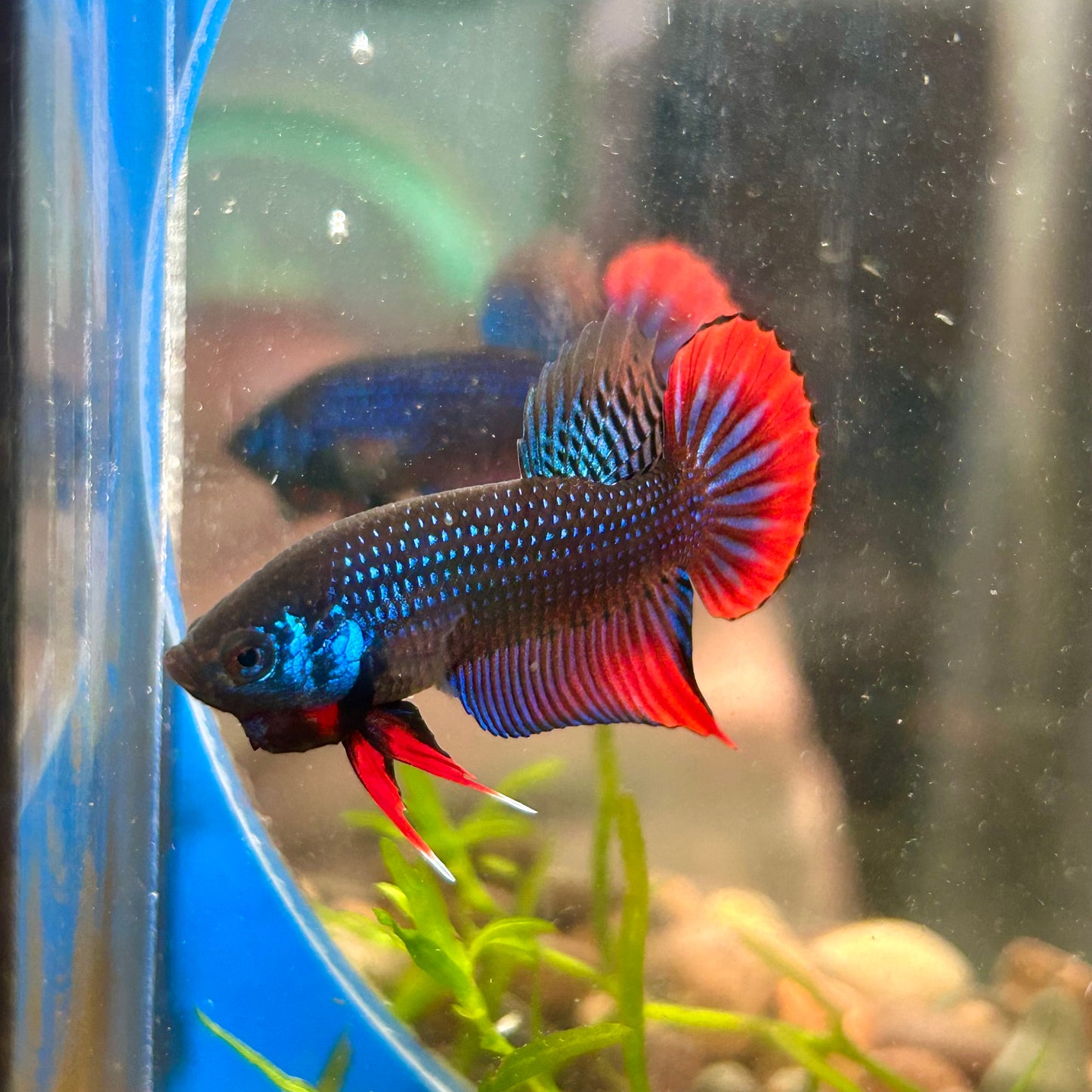 Wild Imbellis Blue - Male Betta 032