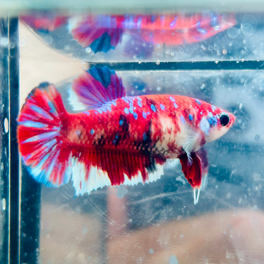 Plakat Red Koi Galaxy Female Betta #162