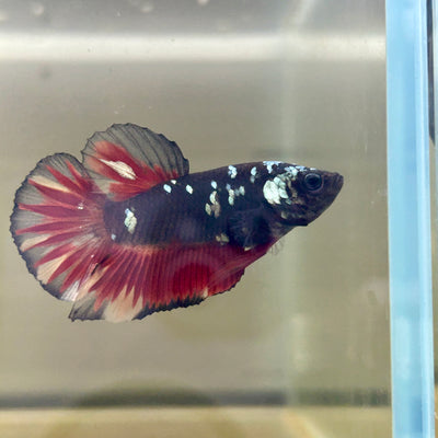 Vampire Copper Avarta Plakat - Male Betta 078