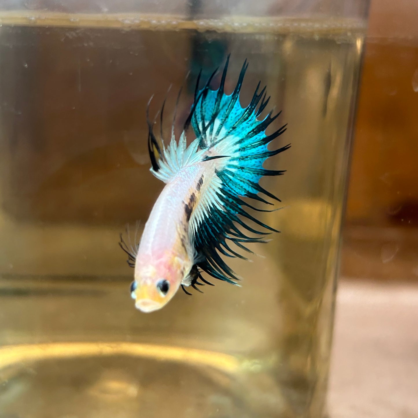 AOC Metallic Crowntail - Male Betta 152