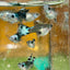 Blue Koi Short Body - Guppy