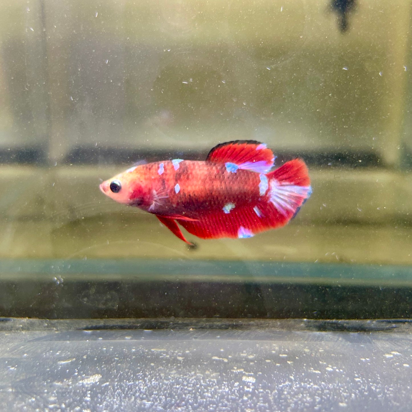 Koi Red Galaxy Plakat - Female Betta 142