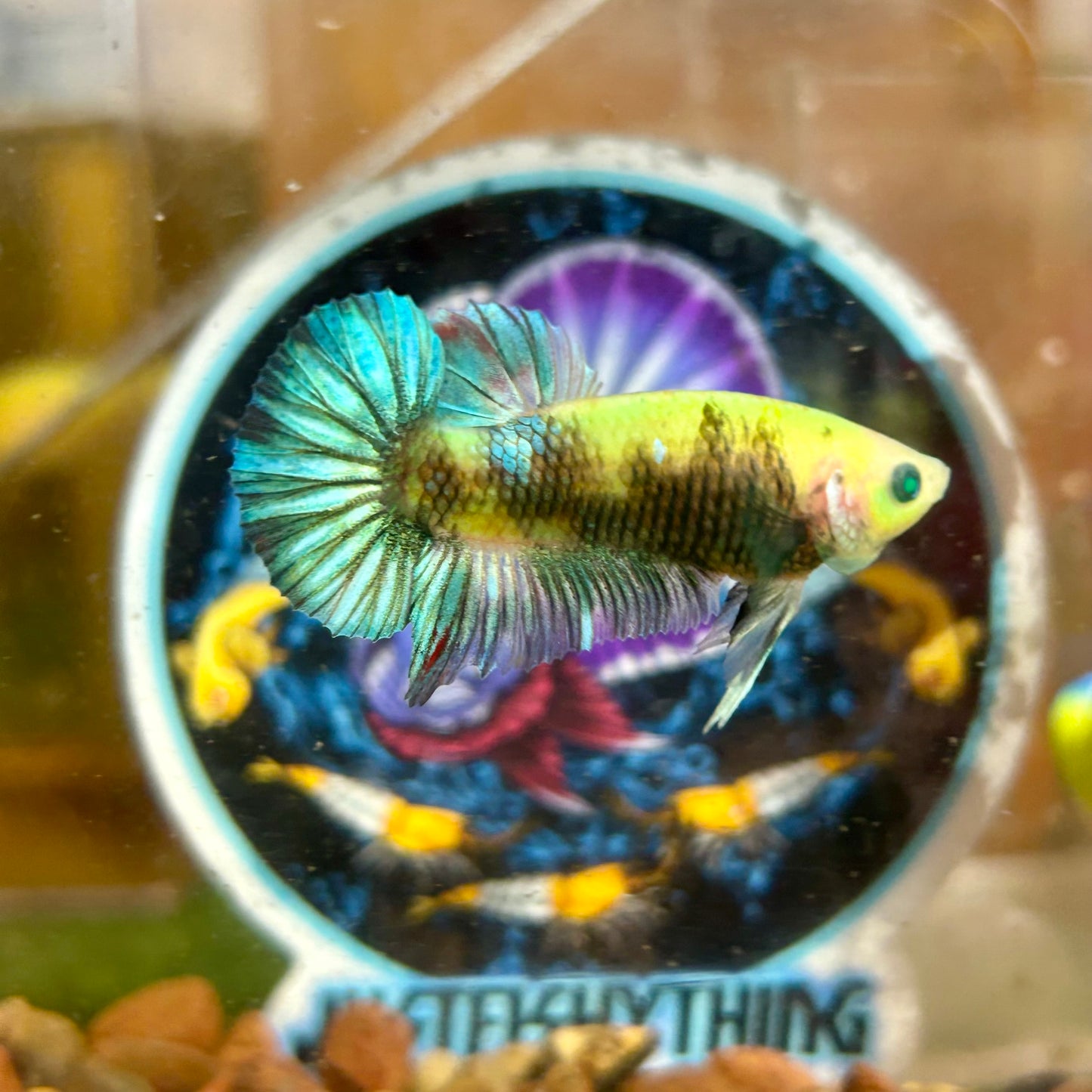 AOC Koi Neon Plakat - Male Betta 032