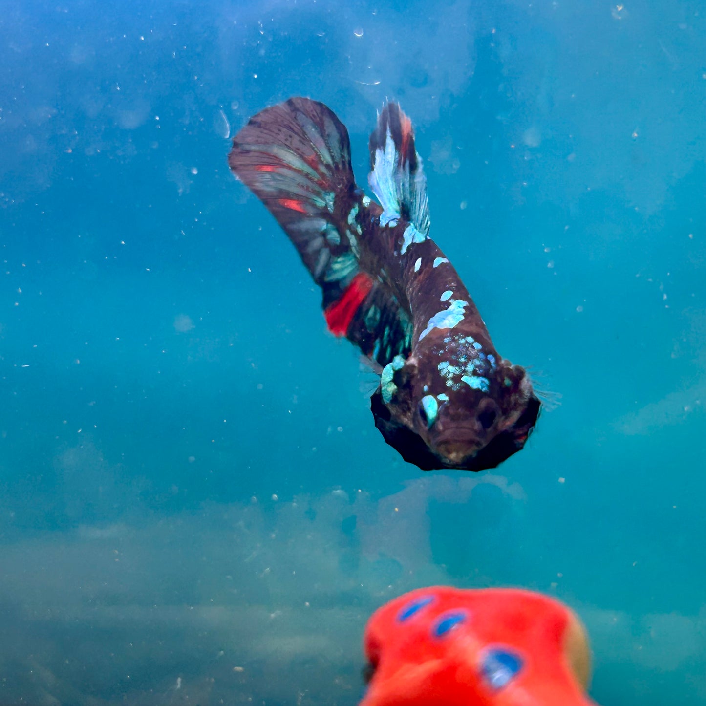 Avarta Nebula Plakat - Male Betta 148