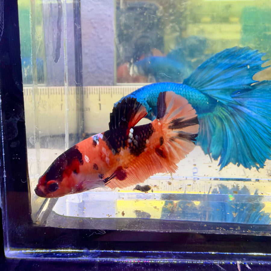 Plakat Nemo Galaxy Koi Female Betta #073