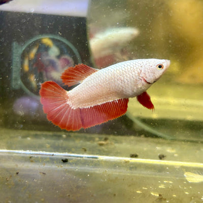 Red Dragon Plakat - Female betta 110