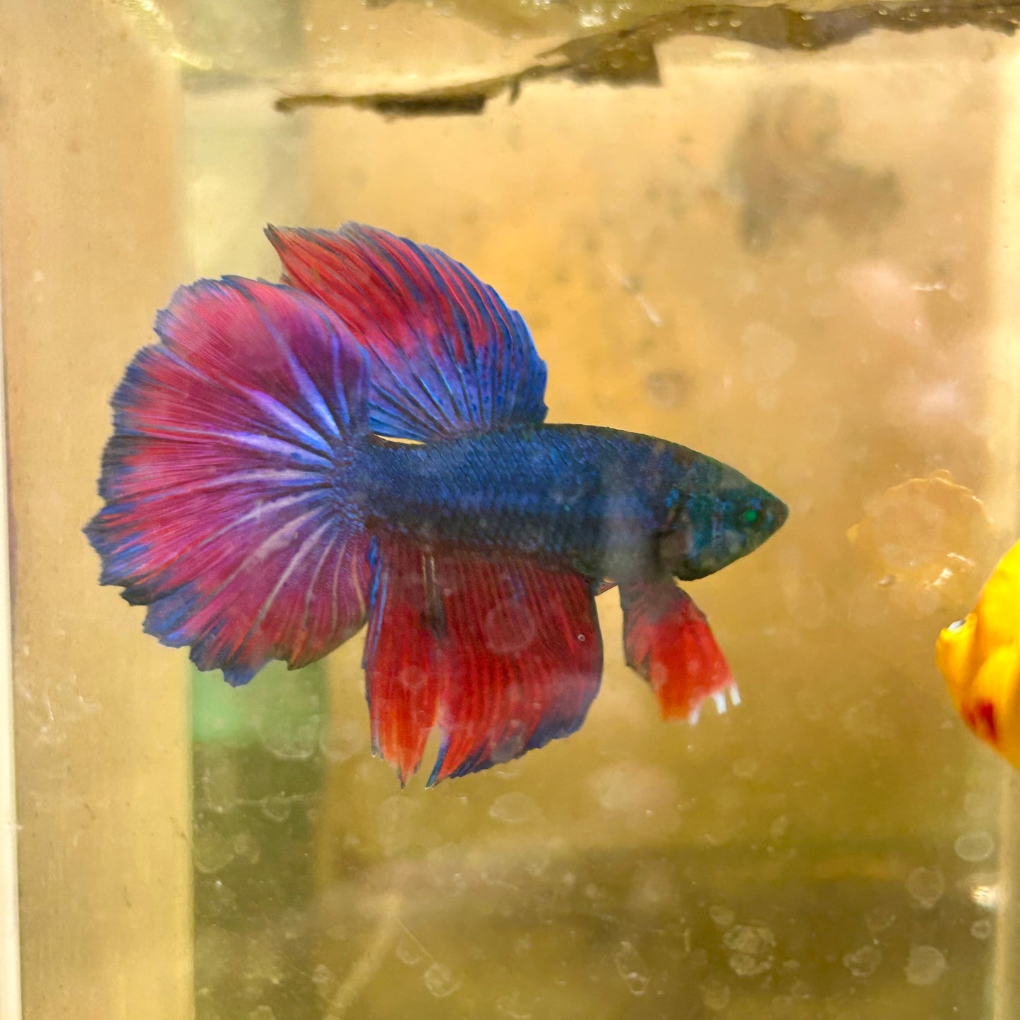 Hulk Blue Grizzle Halfmoon - Male Betta 031