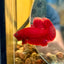 Super Red Plakat - Male Betta 044