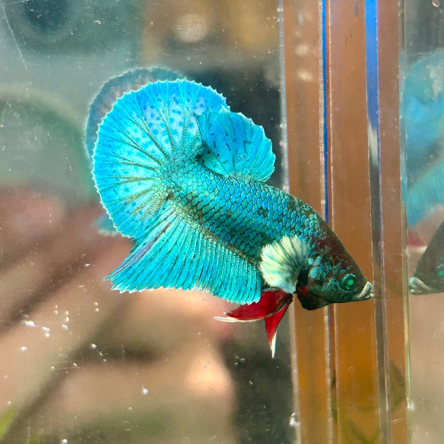 Dumbo TurquoiseNeon Plakat - Male Betta 009