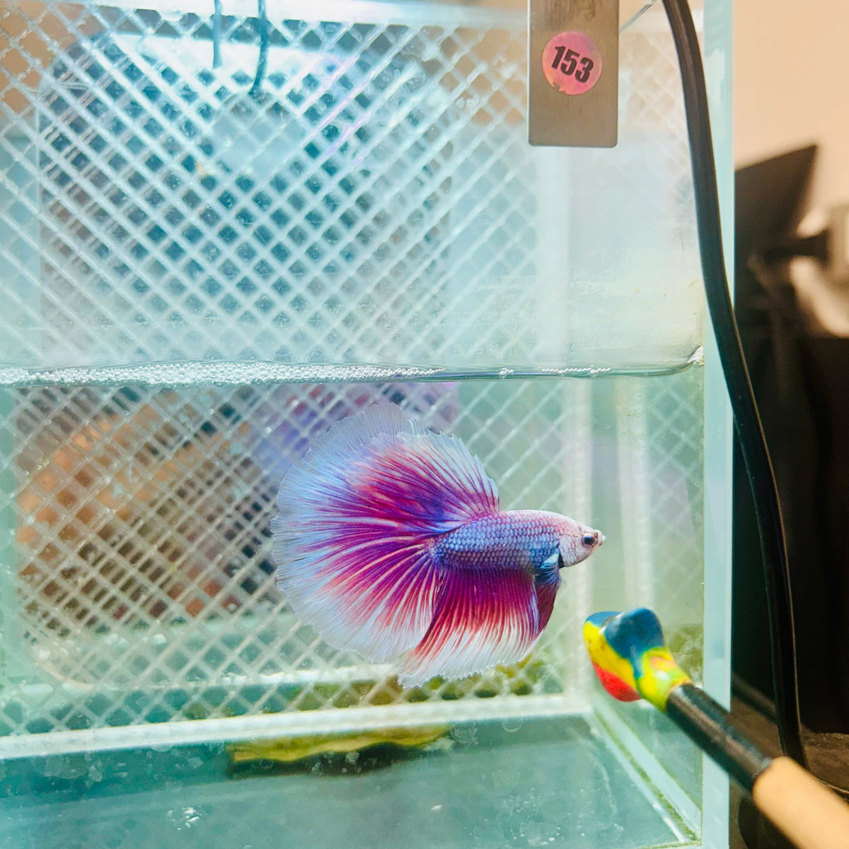 Halfmoon Purple Pink - Male Betta #153