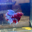 Purple Red Galaxy Halfmoon - Male Betta  037