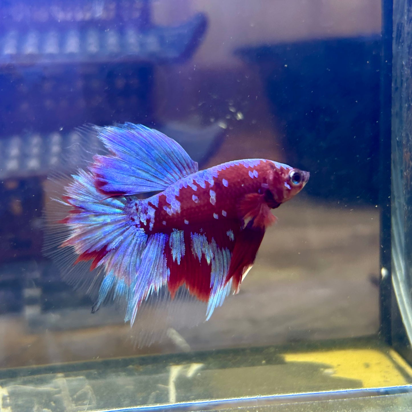 Purple Red Galaxy Halfmoon - Male Betta  037