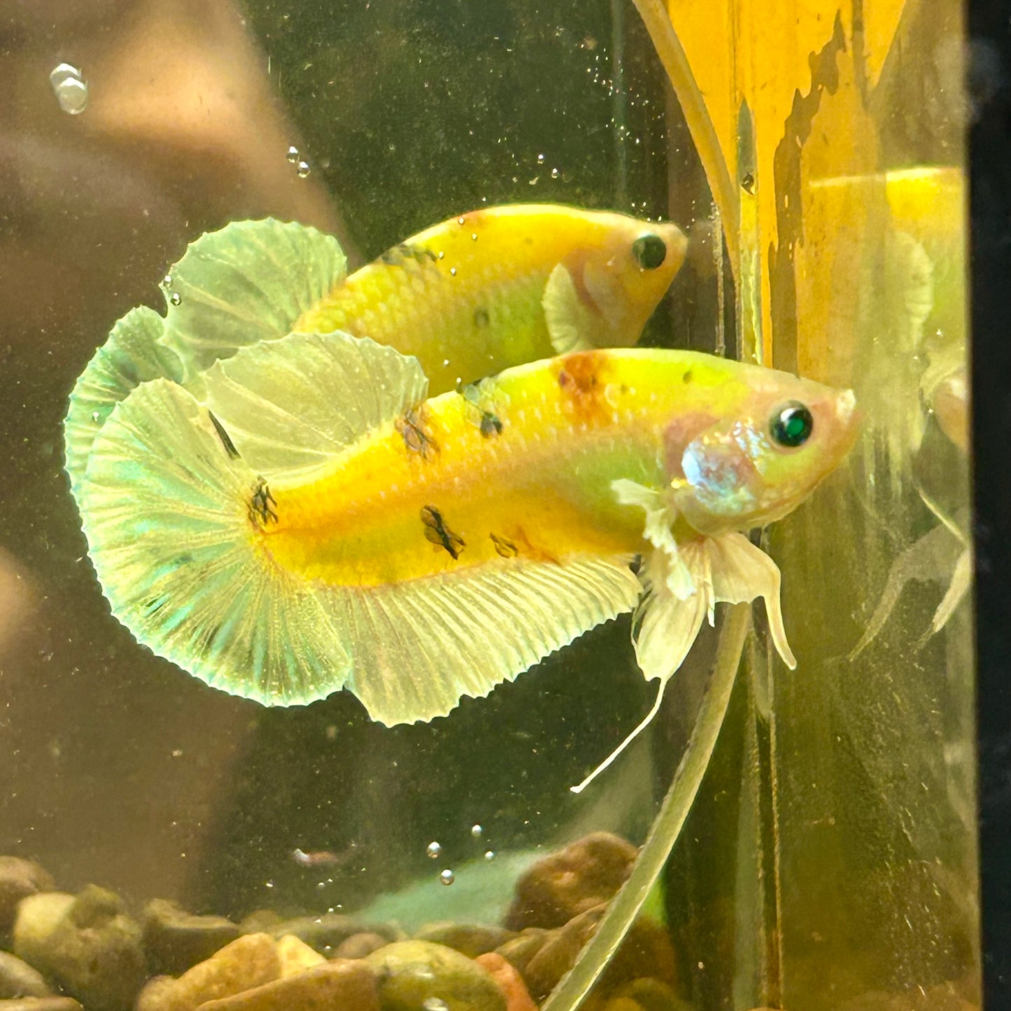 Dumbo Koi Neon Plakat - Male Betta 112