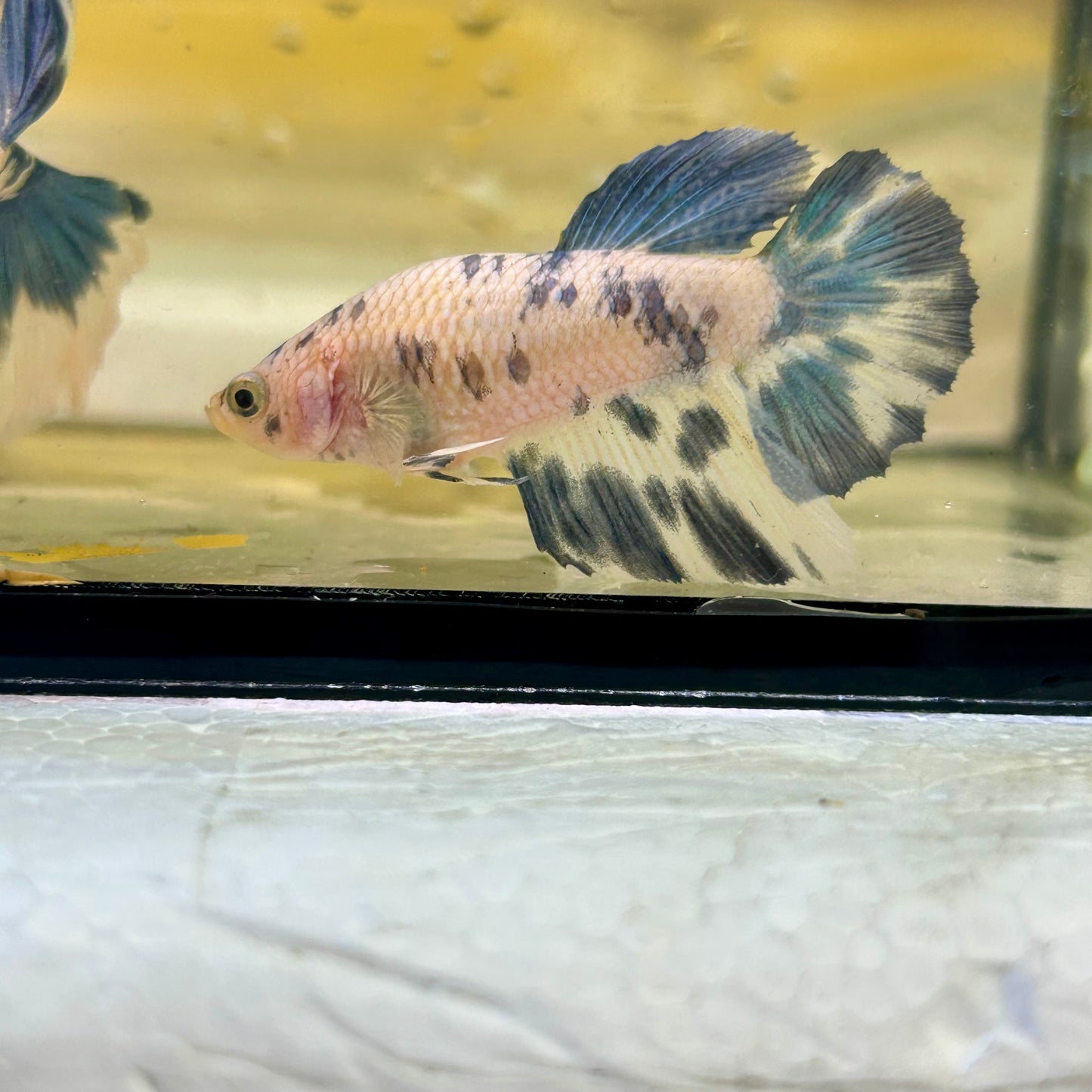 Blue Marble Halfmoon - Female Betta 144