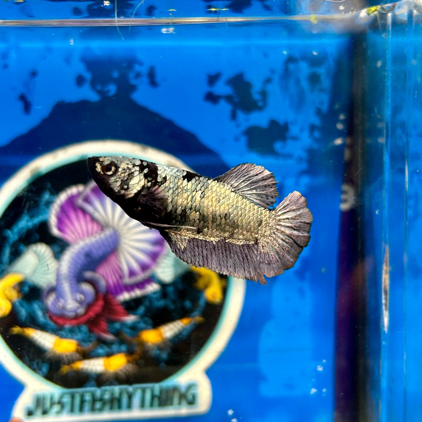 Avarta  Copper Plakat - Female Betta 072