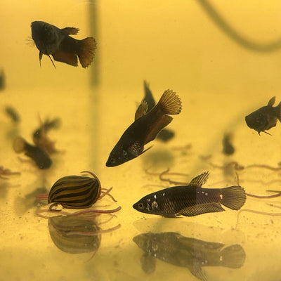 Black Samurai Plakat - Baby Betta