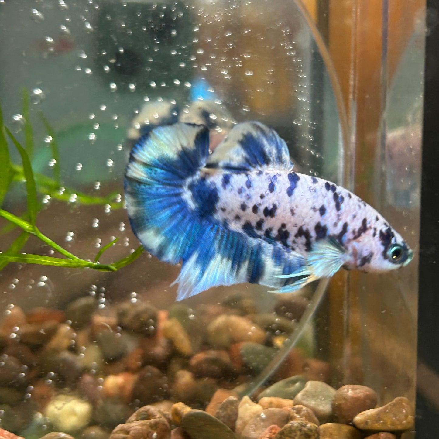 Blue Marble Dot Plakat - Male betta 150