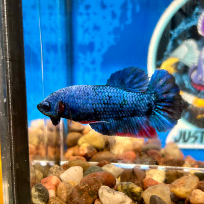 Avarta  Plakat - Female Betta 121