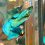 Dumbo Turquoise Neon Plakat - Female Betta 062