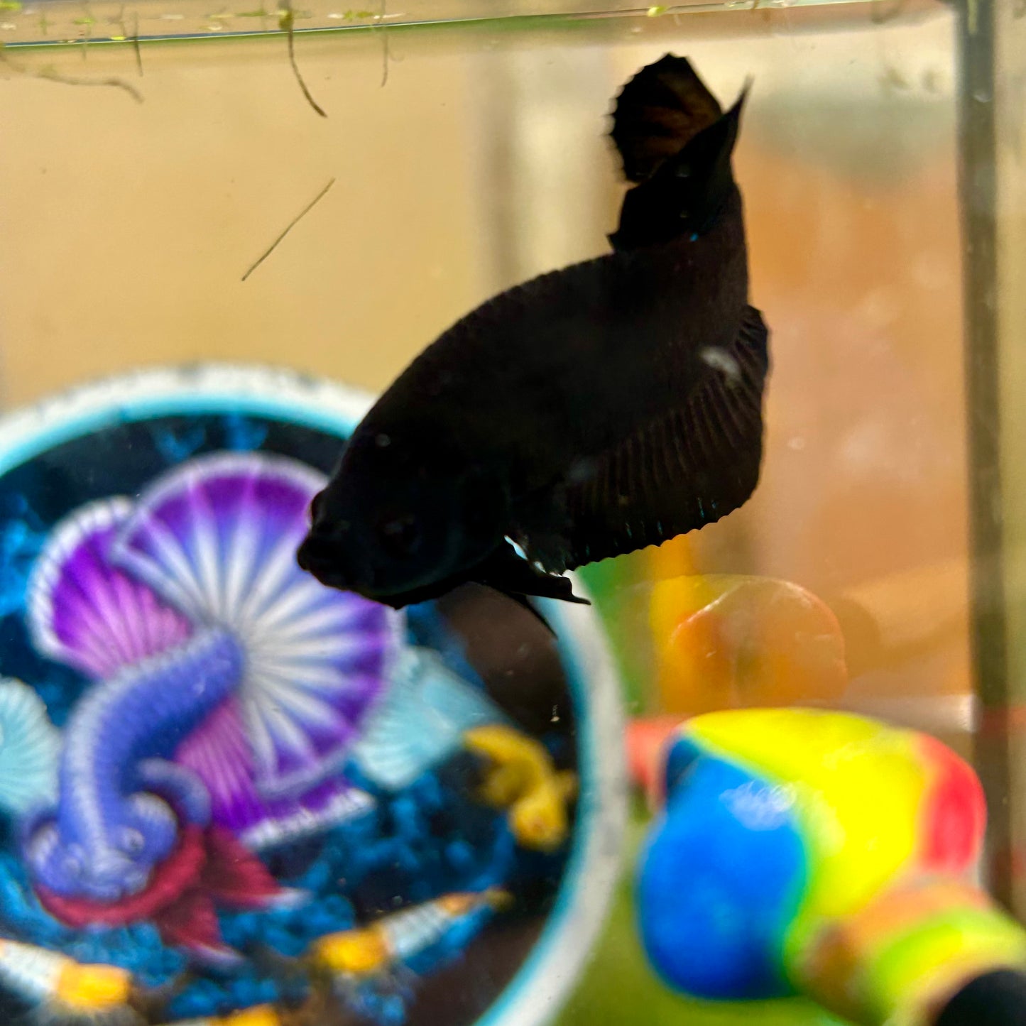 Super Black Plakat - Male betta 028