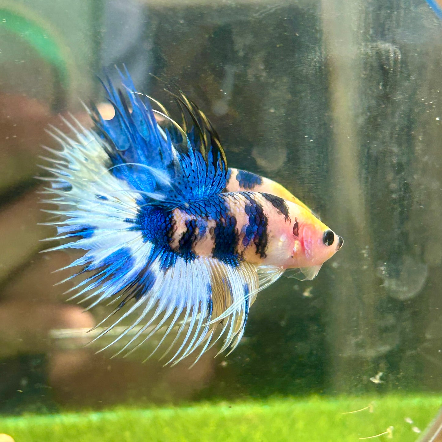 Yellow Koi Crowntail - Male Betta 029