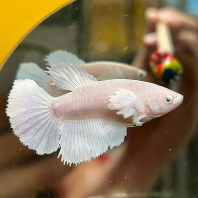 Dumbo White Halfmoon - Female Betta 114